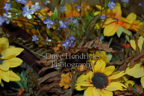 147422285.8SXBh1QR.DSC_0833